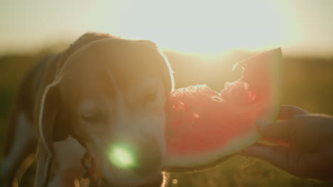 close-up of a dog on a leash happily munching on a juicy slice of watermelon being held by an individual, with sunlight illuminating the scene and highlighting the dog's content