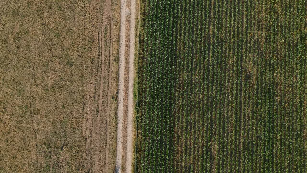campos de maíz y hierba seca de un caluroso verano en luxemburgo