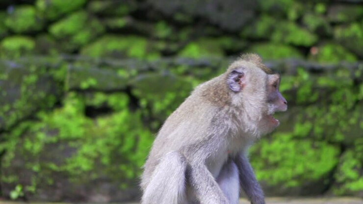 Monkey in jungle wiping its face and leaving