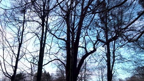 mysterious atmosphere in the park with high scary bare trees at kolibki adventure park gdynia, poland