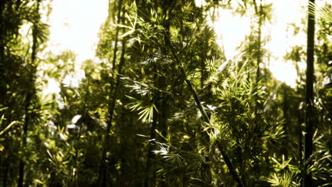 Bosque-De-Bambú-Verde-En-Hawaii