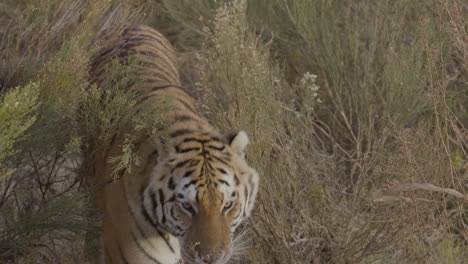 tiger pushing his way through the brush