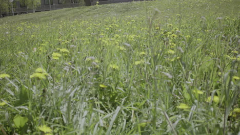 close-up shot of the yellow dandelion flowers grow in the wild in nature in the spring season