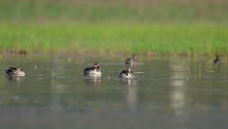 Bandada-De-Patos-Indios-En-El-Humedal-D