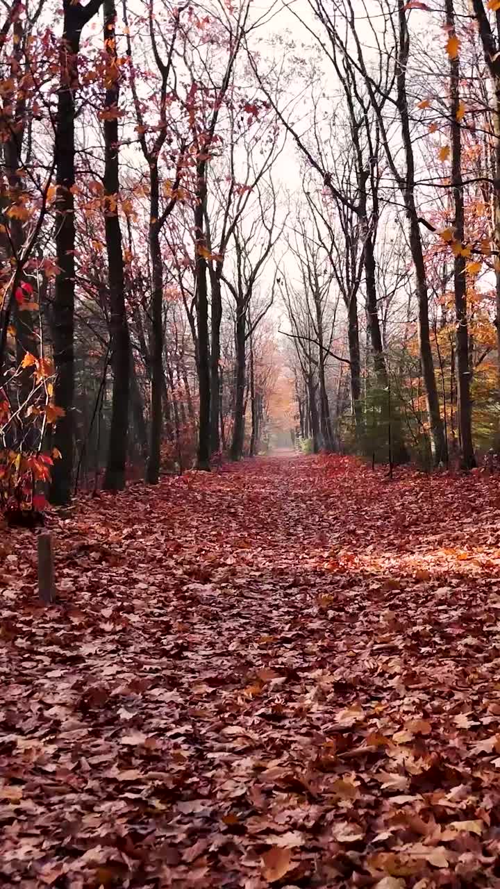 Autumn Forest Path with Fallen Leaves