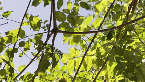 Helles-Sonnenlicht,-Das-Durch-Bukolische,-Durchscheinende-Grüne-Blätter-Streut