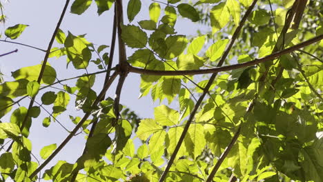 Bright Sunlight Scattering Through Bucolic Translucent Green Leaves