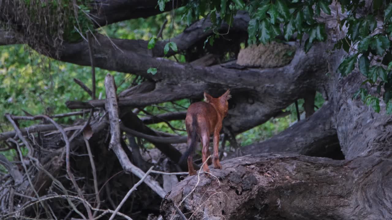 visto desde atrás sacudiendo su cuerpo después de cruzar un arroyo mientras estaba en un tronco caído en la jungla