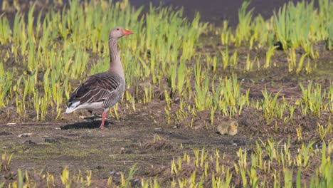 Mother-goose-watching-over-little-gosling-on-muddy-soil-with-sprouts