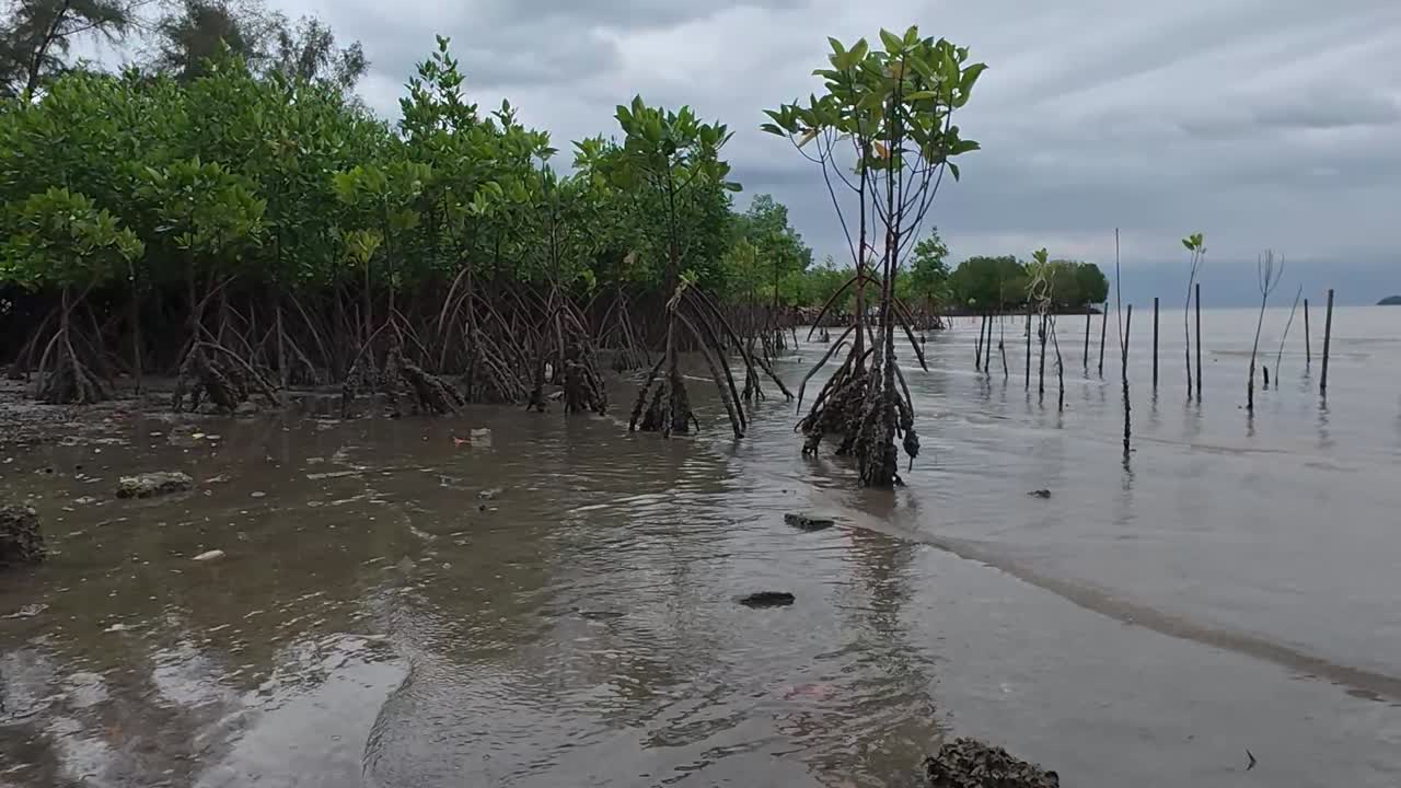 A tropical mangrove forest along a coastal shoreline, home to diverse wildlife and a natural barrier against coastal erosion.