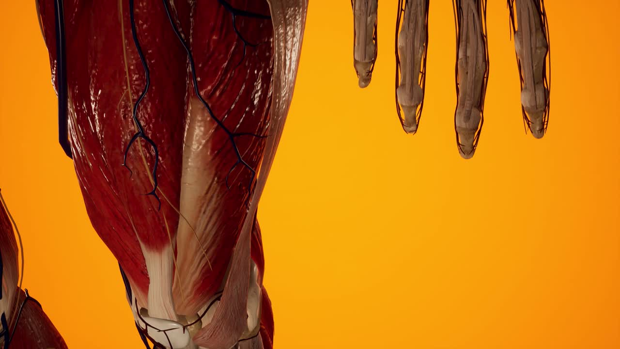 여성 몸의 해부학적 3d 애니메이션 - 피부 아래의 근육 및 혈관 구조 - 다리 해부학
