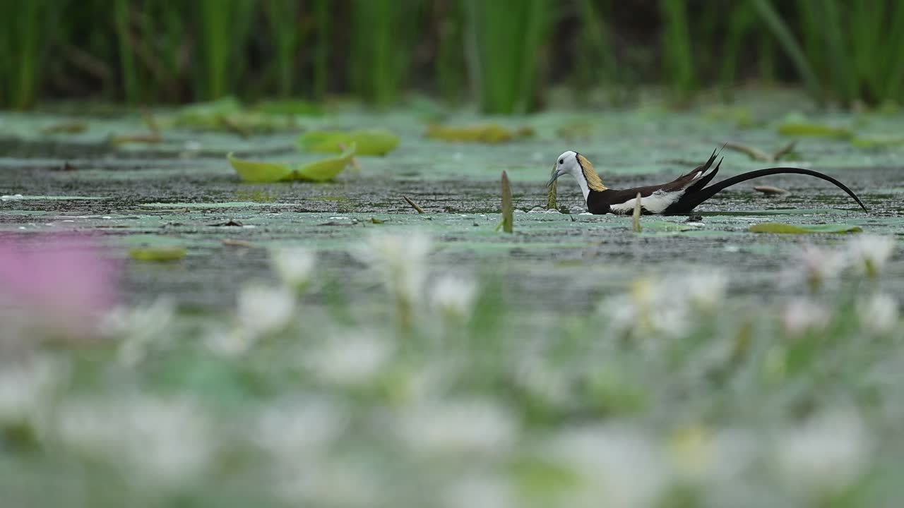 Gentle ripples surround a feeding Jacana among vibrant lilies and green pads