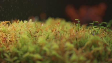 Tiny-plants,-lichen,-and-moss-in-the-miniature-world-of-autumn-tundra