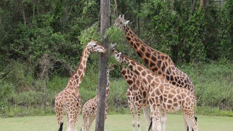 two giraffes interact through gentle necking