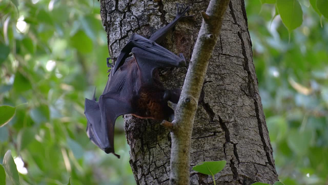 Una volpe volante nera (Pteropus alecto) si aggrappa al tronco dell'albero, si allunga e distende le ali, primo piano di un pipistrello da frutta australiano autoctono