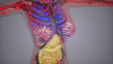 model-showing-anatomy-of-human-body-illustration