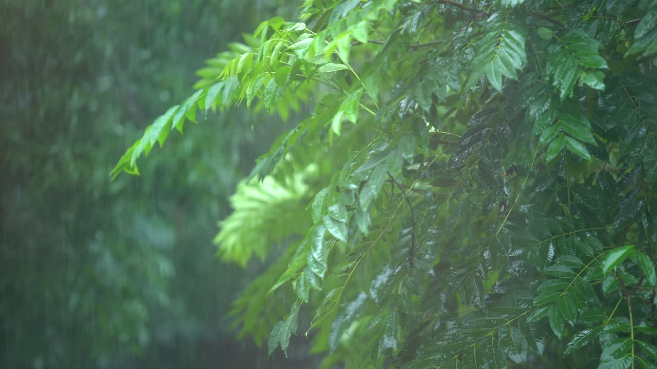 Rain of Meghalay in Forest or hilly areas.
