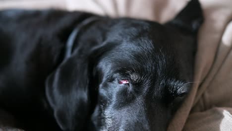 An-old-black-dog-sleeps-comfortably-on-a-couch