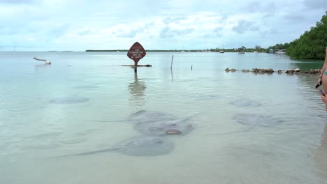 Un-Oasis-De-Rayas-En-Caulker-Caulker,-Belice,-Centro-América