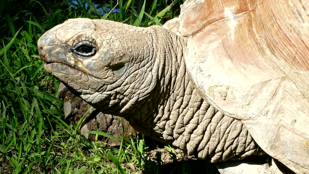 Aldabra Giant Tortoise (Aldabrachelys gigantea).