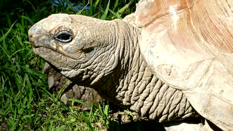 la tortuga gigante de aldabra (aldabrachelys gigantea).