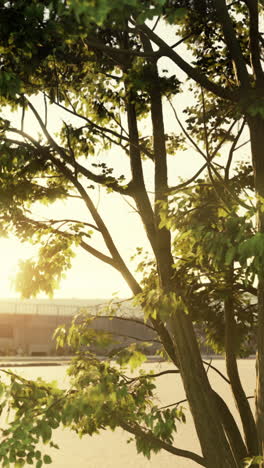 beautiful tree at sunset