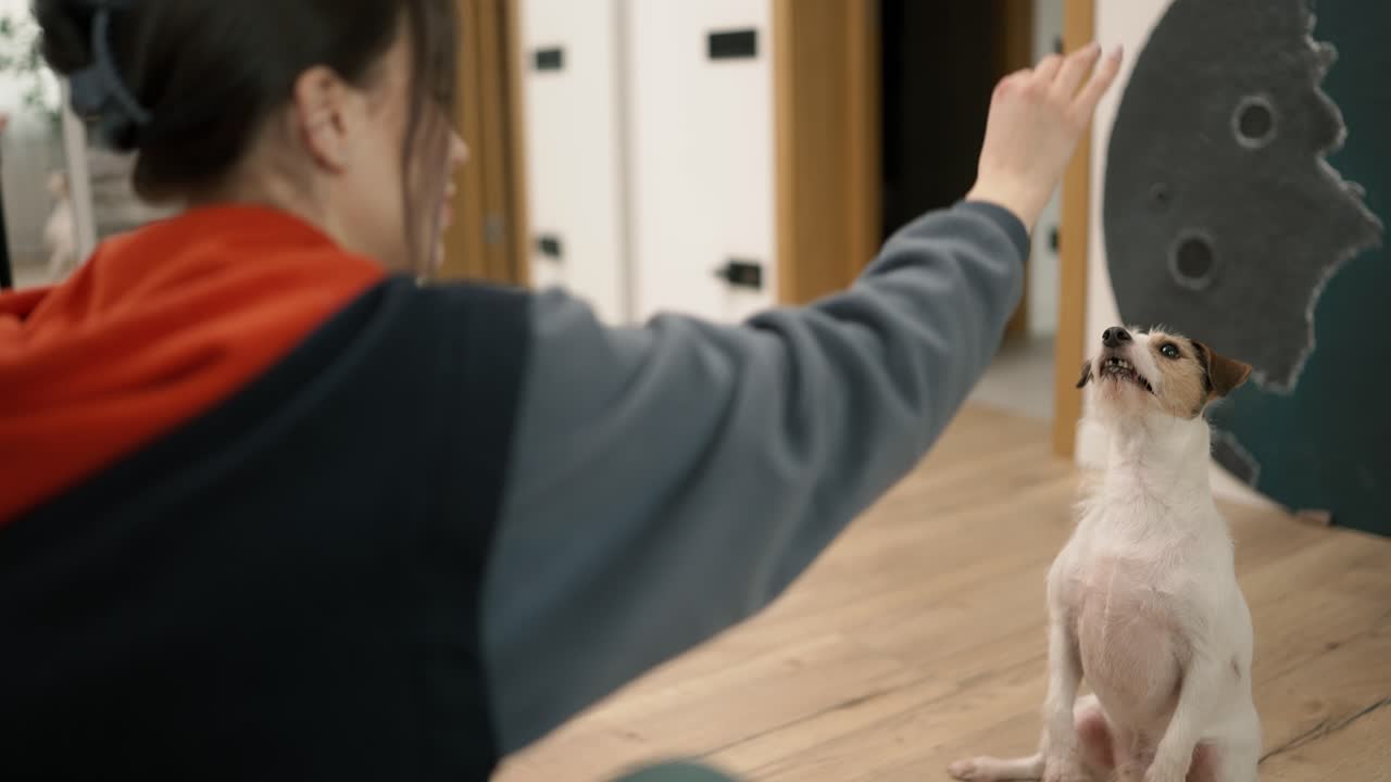 잭 러셀 테리어는 주인의 명령을 실행하고 위협을 받습니다.