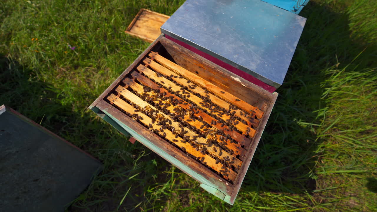 Bees inside the hive. Bees crawling on wooden frames and make honey. An open beehive with bees on green grass. Top view.
