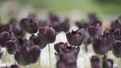 tulipanes negros y blancos en plena floración