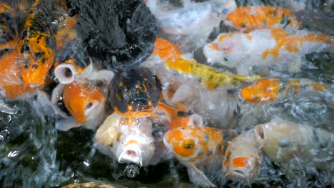 los peces koi, las carpas están nadando por encima.