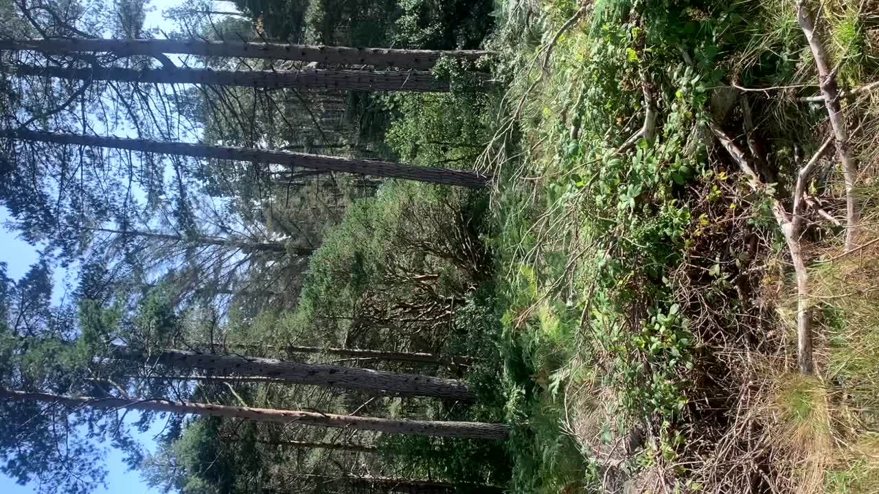 북아일랜드의 울창한 모른 숲을 가로질러 구름이 가득 찬 날, 수직