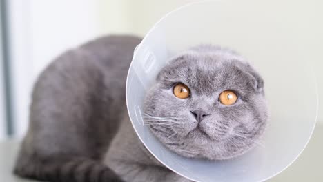 grey scottish fold cat with e-collar