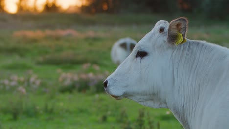 Close-up-of-cow-head-looking-at-pasture-and-walking