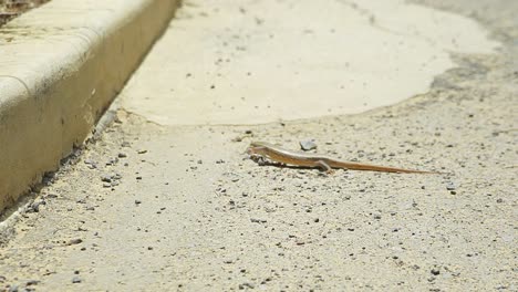 Tiny-lizard-crawling-over-the-hot-asphalt-street-in-Dakar,-Senegal,-urban-environment