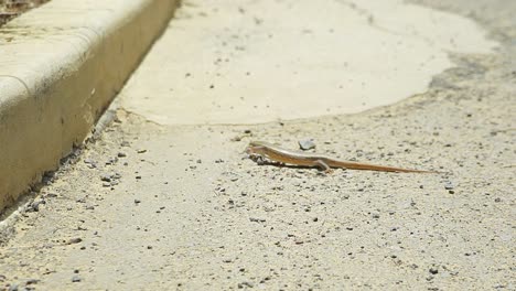 pequeño lagarto arrastrándose por la calle de asfalto caliente en dakar, senegal, entorno urbano