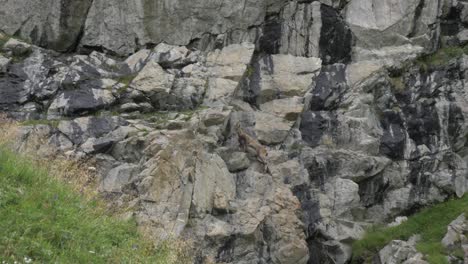 a mountain goat stops to look at the camera and skillfully climbs onto the rocks and cliff face behind him