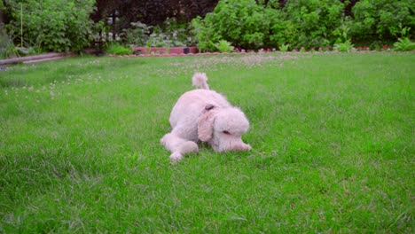 Weißer-Pudel-Liegt-Auf-Grünem-Gras.-Welpe-Spielt-Mit-Ball.-Hund-Mit-Spielzeug