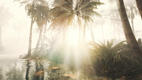 coconut palms in deep morning fog