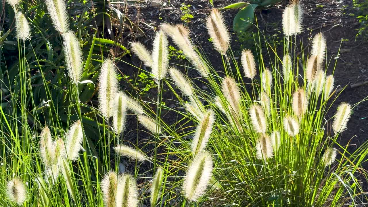 Gouden uur zonlicht verlicht vedergras dat zachtjes wiegt in een botanische tuin.