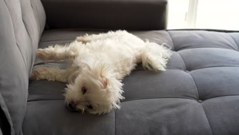 maltese dog playing on the couch with his belly up in slow motion