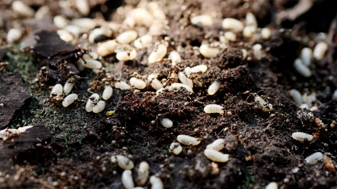 군대 개미와 그 애벌레의 빠른 활성화