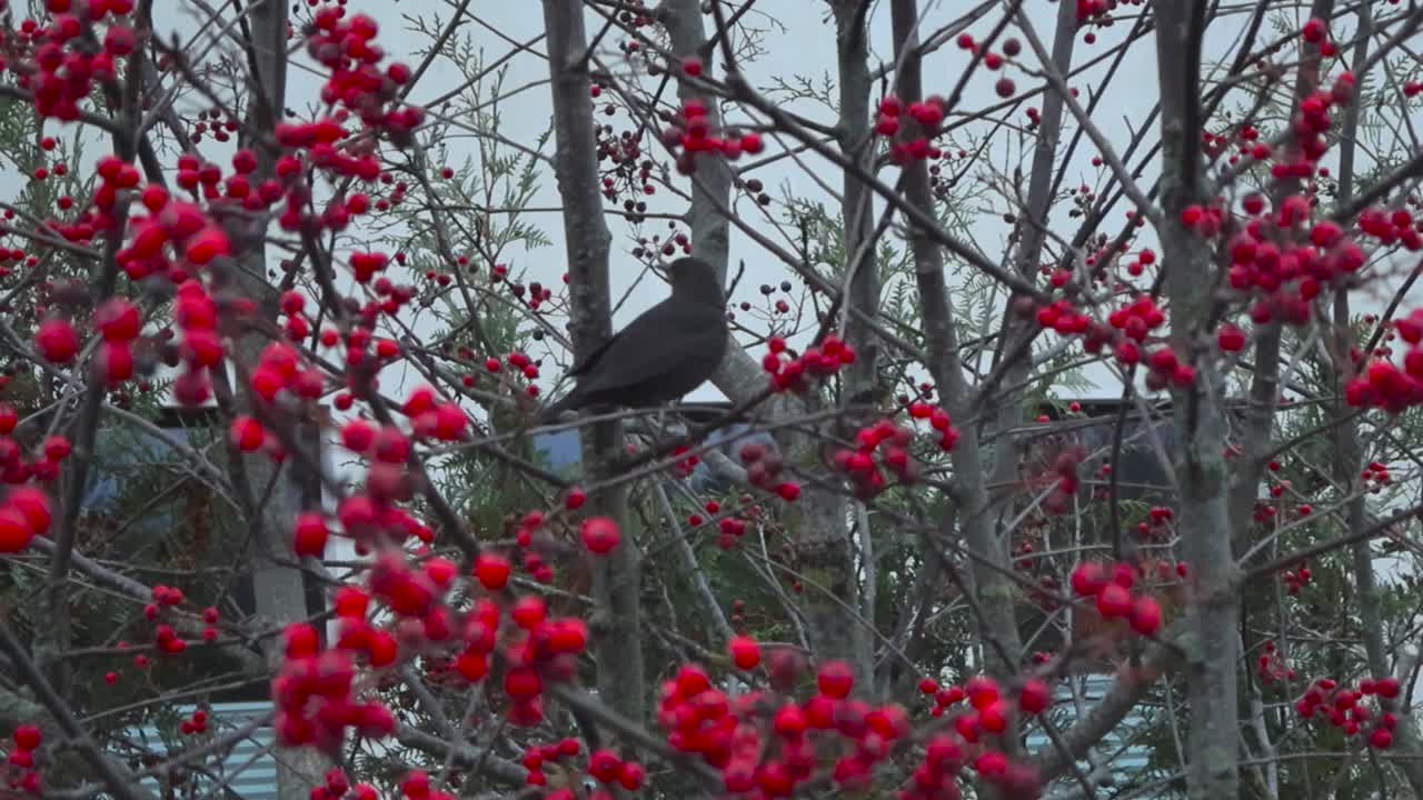 Panning shot of vibrant red mountain ash tree berries on bare branches with soft wind, black bird chilling on a rowan twig during gloomy autumn day in Laagri, Estonia. Close up of city meeting nature