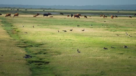 a flock of wild geese and a herd of cows on the lush green meadow on the northern coast