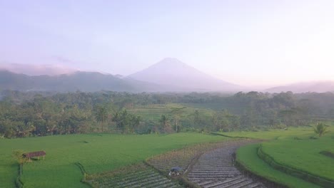 Cinematic-shot-of-exotic-landscape-with-plantation-fields-and-tropical-trees-during-sunrise---Epic-silhouette-of-mountain-range-in-backdrop