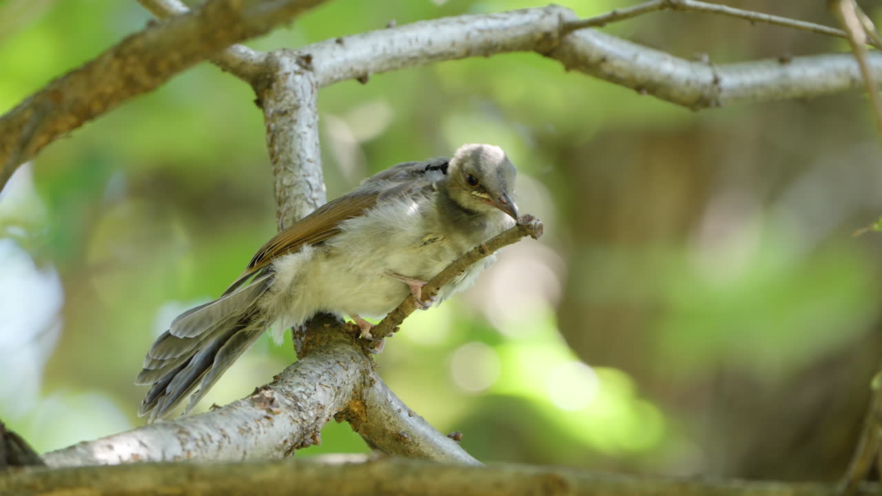 joven hambriento de bulbul de orejas marrones picoteando la rama del árbol con el pico posado en el bosque - primer plano extremo