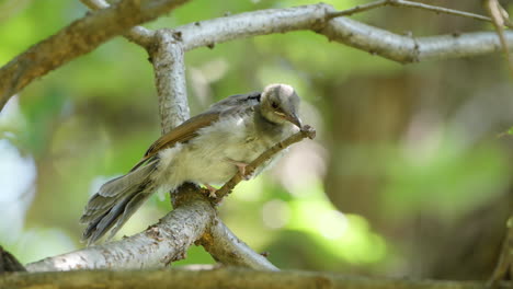 Hungriger-Junge-Eines-Braunohrigen-Bulbul-Vogels,-Der-Einen-Ast-Mit-Schnabel-Pickt,-Der-Im-Wald-Thront---Extreme-Nahaufnahme