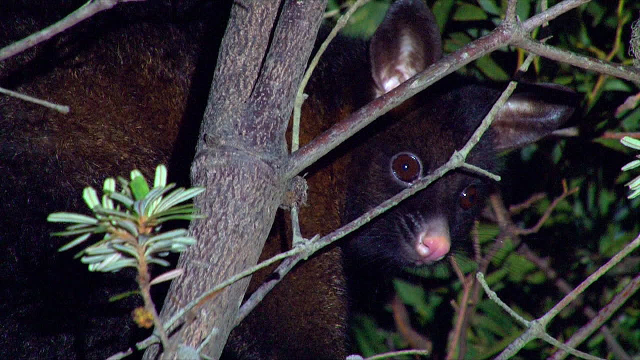 Un possum dalla coda a spazzola si affaccia da un albero di notte in Australia.