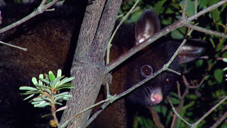 una zarigüeya brushtail mira desde un árbol por la noche en australia