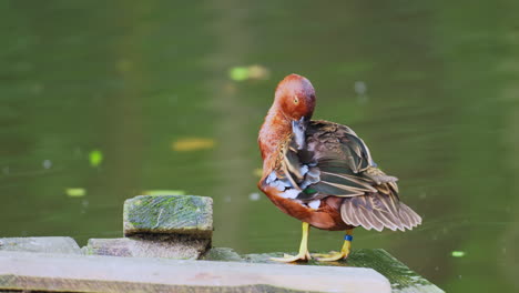 Plumas-De-Pato-Verde-Azulado-Canela-Encaramadas-En-Un-Muelle-De-Madera-Junto-Al-Estanque---Primer-Plano