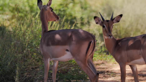 young impala antelopes are looking around in the wild